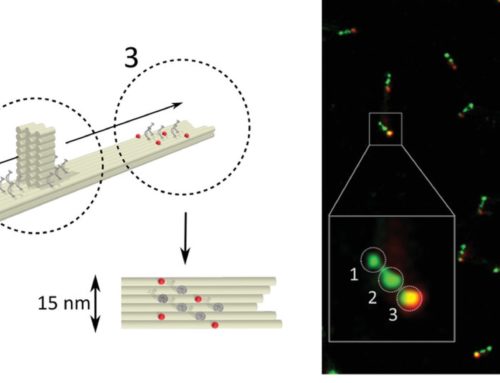 Super-resolved FRET imaging by confocal single-molecule localization and lifetime